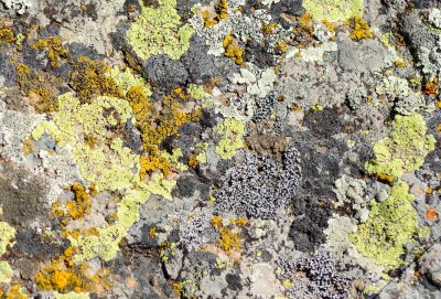 Rock covered by lichens 