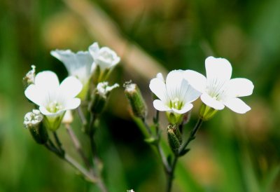 Flowers in the Kazbeki moutains 5