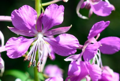 Flowers in the Kazbeki moutains 8