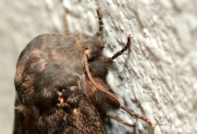 December moth ( Poecilocampa populi )