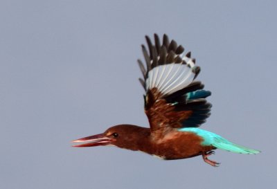 White-breasted or Smyrna Kingfisher  ( Halcyon smyrnensis)