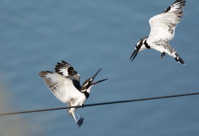 Pied Kingfisher ( Ceryle rudis )