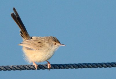 Graceful Prinia  ( Prinia Gracilis )