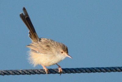 Graceful Prinia  ( Prinia Gracilis )