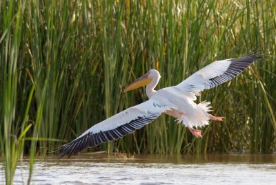 Great White Pelican (Pelecanus onocrotalus)