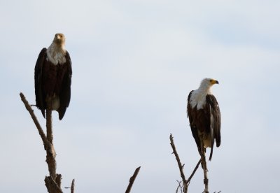  African Fish Eagle  ( Haliaeetus vocifer )