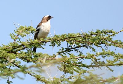 White-Browed Sparrow-Weaver  ( Plocepasser Mahali )
