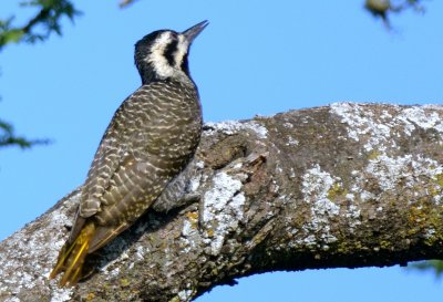 Bearded Woodpecker  ( Dendropicos namaquus )