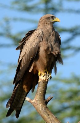 Yellow-billed Kite (Milvus aegyptius)