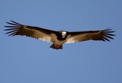 White-headed vulture (Trigonoceps occipitalis)