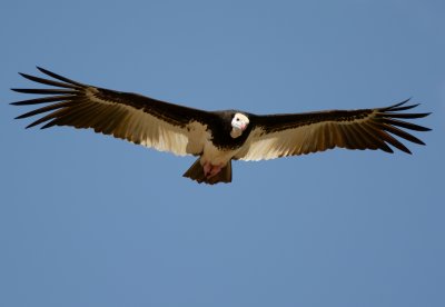 White-headed vulture (Trigonoceps occipitalis)