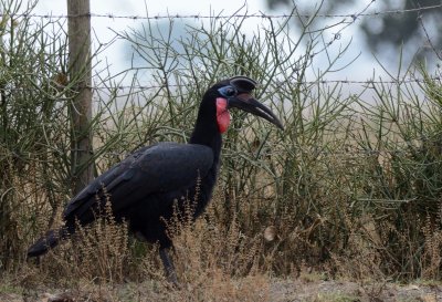 Southern ground hornbill ( Bucorvus leadbeateri )