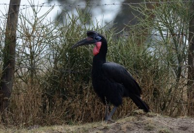 Southern ground hornbill ( Bucorvus leadbeateri )