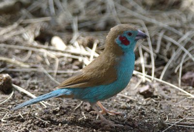  Red-cheeked cordon blue  (Uraeginthus bengalus)