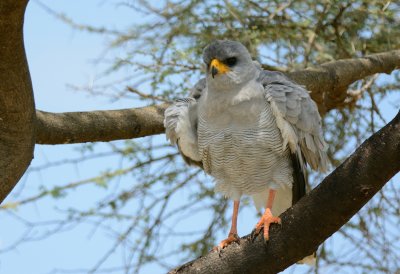  Dark Chanting Goshawk  ( (Melierax metabates)