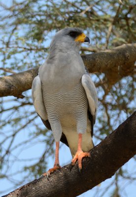  Dark Chanting Goshawk  ( (Melierax metabates)