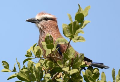 Rufous-crowned Roller  or Purple Roller ( Coracias naevius )