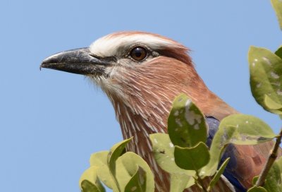 Rufous-crowned Roller  or Purple Roller ( Coracias naevius )