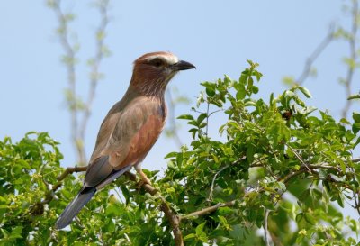 Rufous-crowned Roller  or Purple Roller ( Coracias naevius )