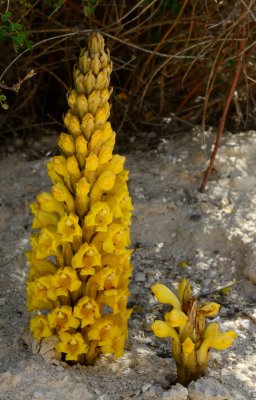 Desert Broomrape ( Cistanche tubulosa )