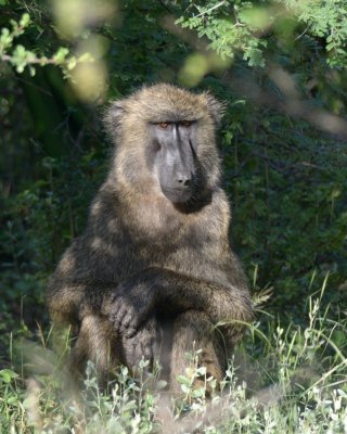 Hamadryas baboon ( Papio hamadryas )
