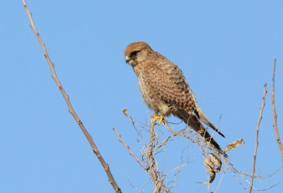 Lesser Kestrel  ( Falco naumanni )