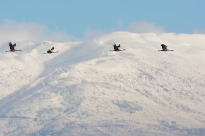 Common Crane ( Grus grus )