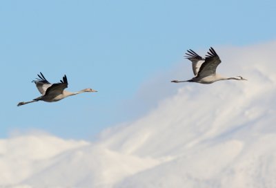 Common Crane ( Grus grus )