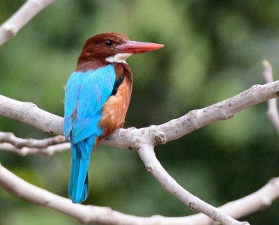 White-breasted or Smyrna Kingfisher  ( Halcyon smyrnensis)