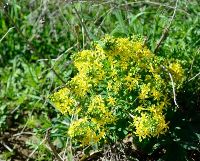 Lion's foot, Lion's leaf, Lion's turnip  ( Leontice leontopetalum )