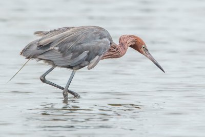 Reddish Egrets