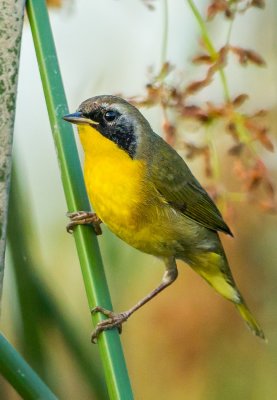 Common Yellow Throad