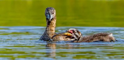 Grebes
