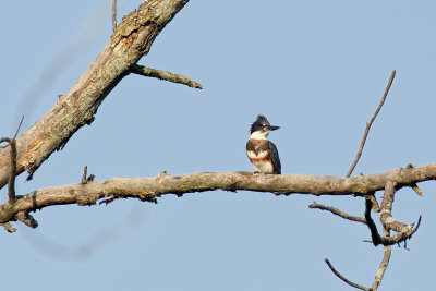 Belted Kingfisher _C7A3342.jpg