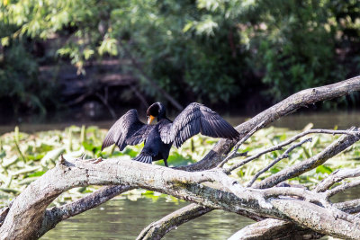 cormorant _C7A5200.jpg