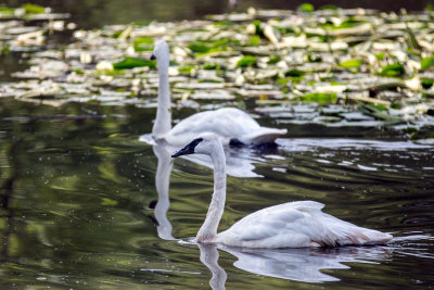 Swan _C7A5202.jpg