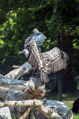 Vulture _C7A5216.jpg