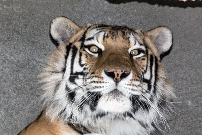 Tiger _C7A5242.jpg
