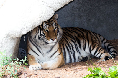 Tiger _C7A5249.jpg