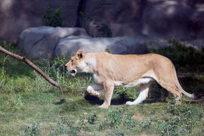 Lion _C7A5266.jpg
