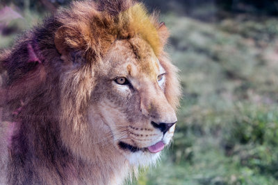 Lion _C7A5267.jpg