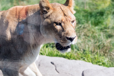 Lion _C7A5273.jpg
