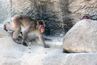 Monkey _C7A5285.jpg