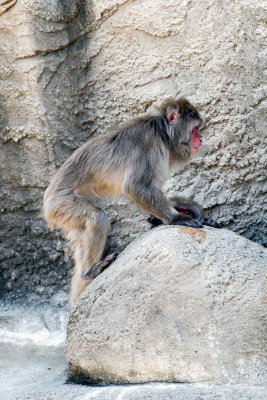 Monkey _C7A5286.jpg