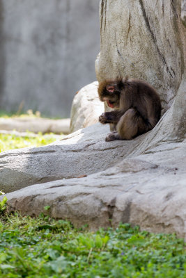 Monkey _C7A5289.jpg