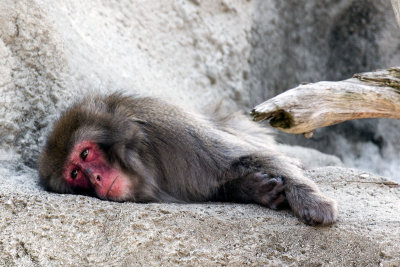Monkey _C7A5293.jpg