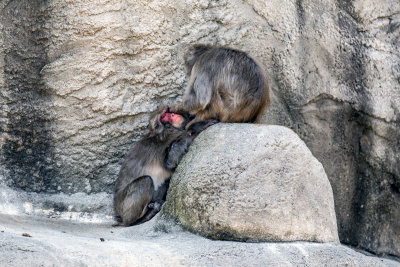 Monkey _C7A5294.jpg