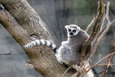 Lemur _C7A5311.jpg