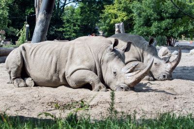 White Rhino _C7A5319.jpg