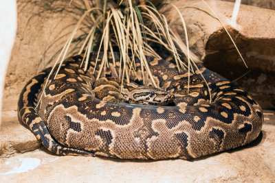 Snake _C7A5324.jpg